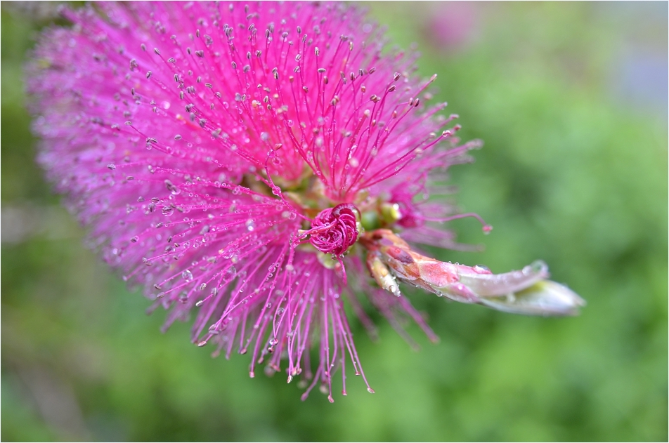 bottlebrush