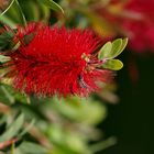 Bottlebrush Bloom with Bee - Zylinderputzer (Callistemon)