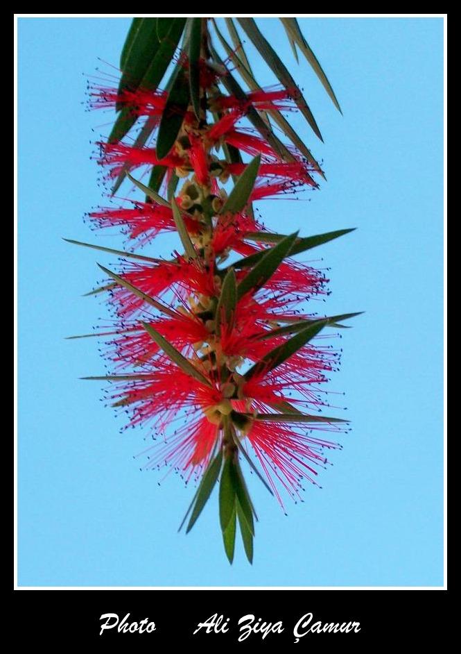 Bottlebrush (Callistemon citrinus)