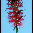 Bottlebrush (Callistemon citrinus)