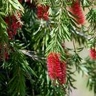 Bottlebrush (Callistemon spp.)