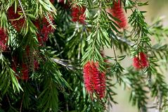 Bottlebrush (Callistemon spp.)