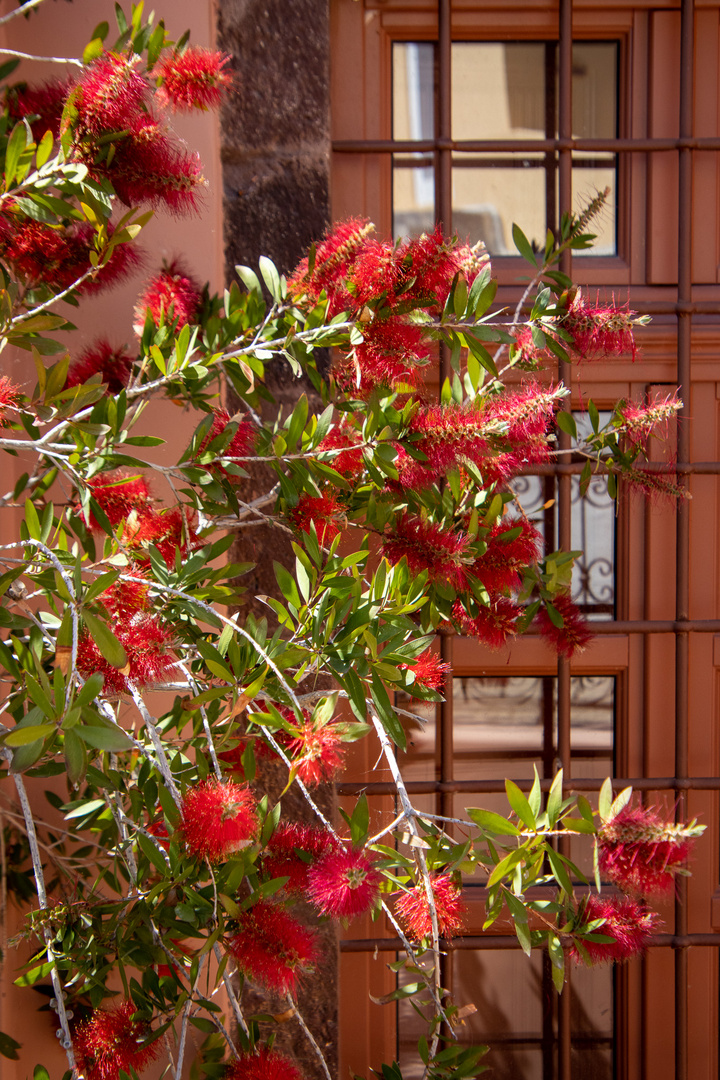 Bottlebrush on holidays 