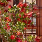 Bottlebrush on holidays 