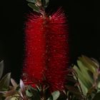 Bottlebrush Plant - Blossom - Callistemon - Myrtacea