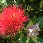 Bottlebrush - Protea