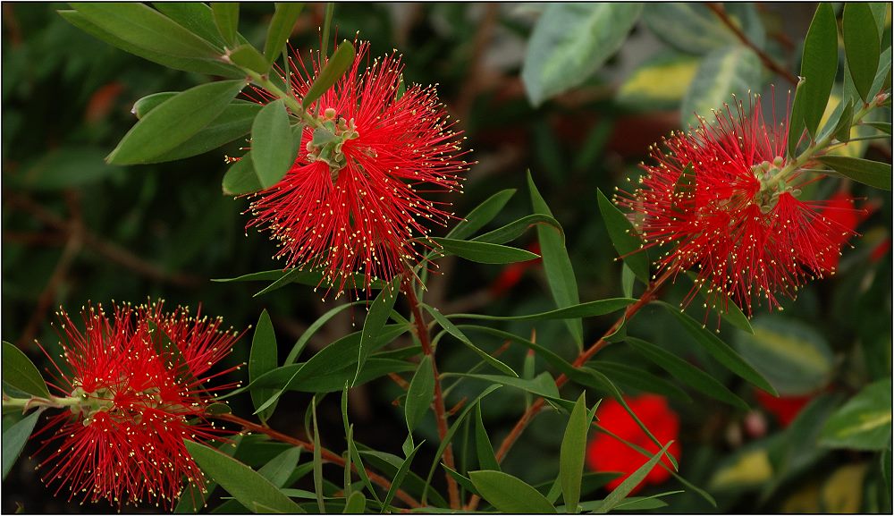 ... Bottlebrush Tree ...