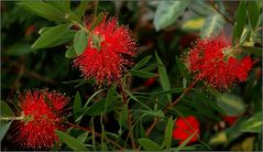 ... Bottlebrush Tree ...