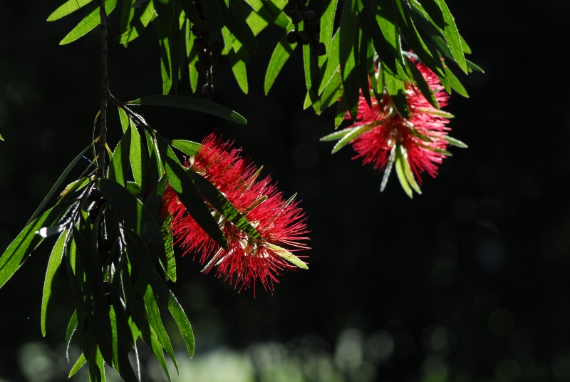 Bottlebrush tree