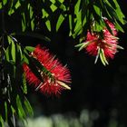 Bottlebrush tree