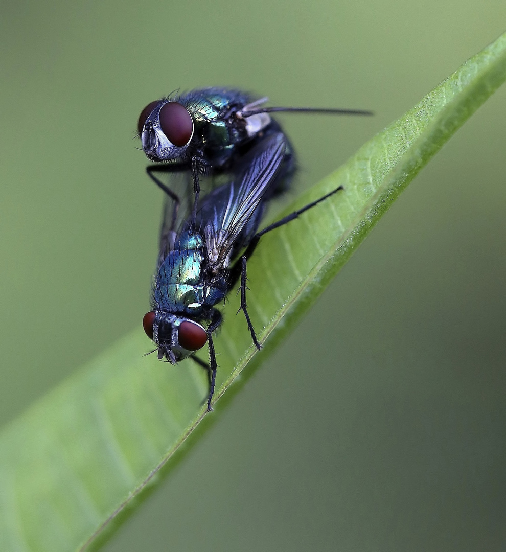 Bottlefly Love