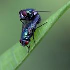 Bottlefly Love