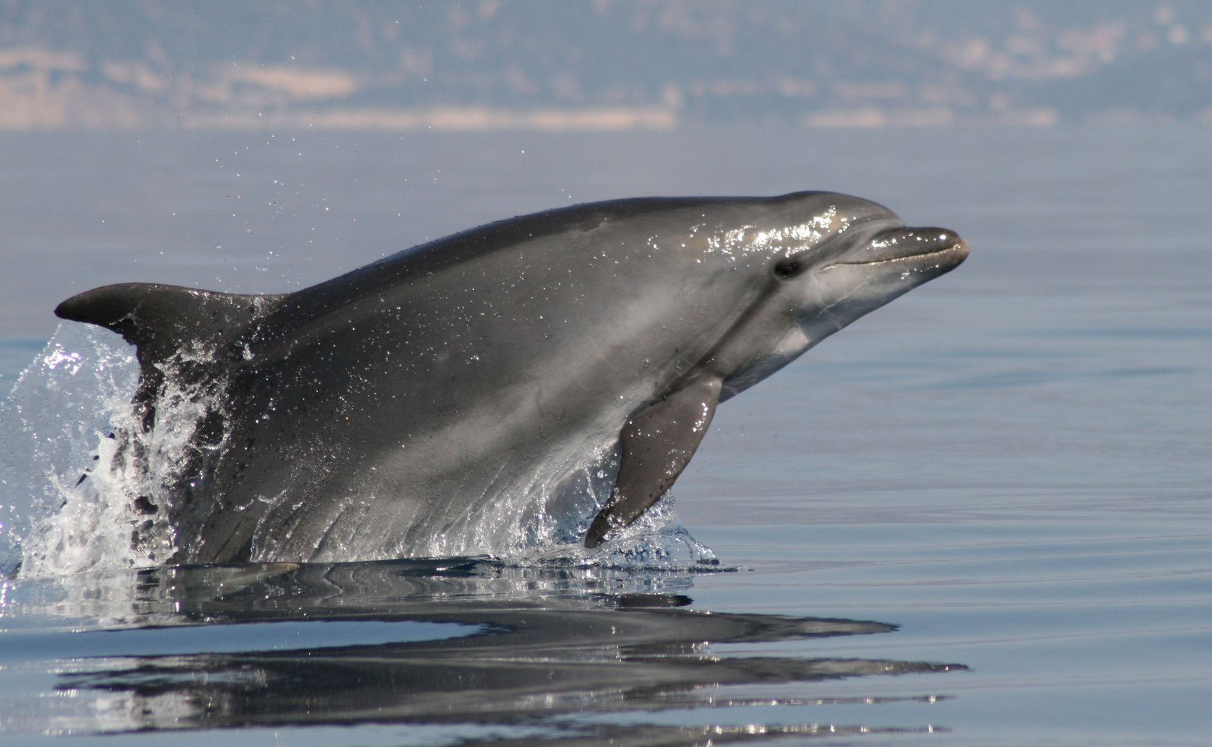 Bottlenose Dolphin #1