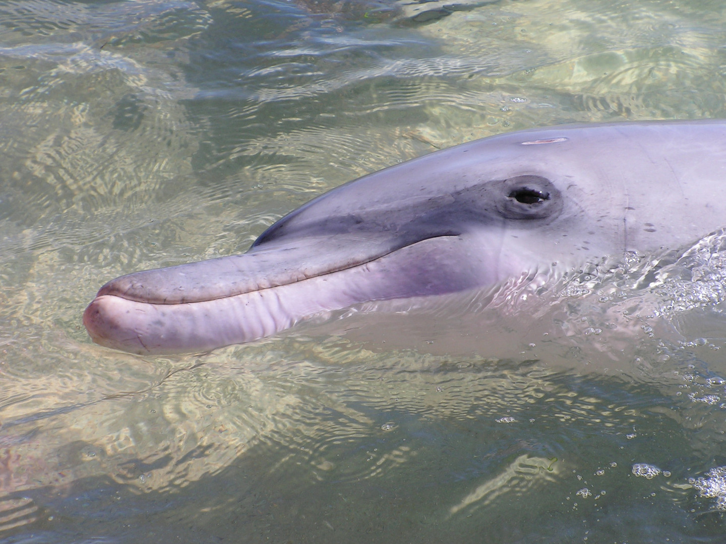 Bottlenose dolphin