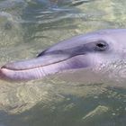 Bottlenose dolphin