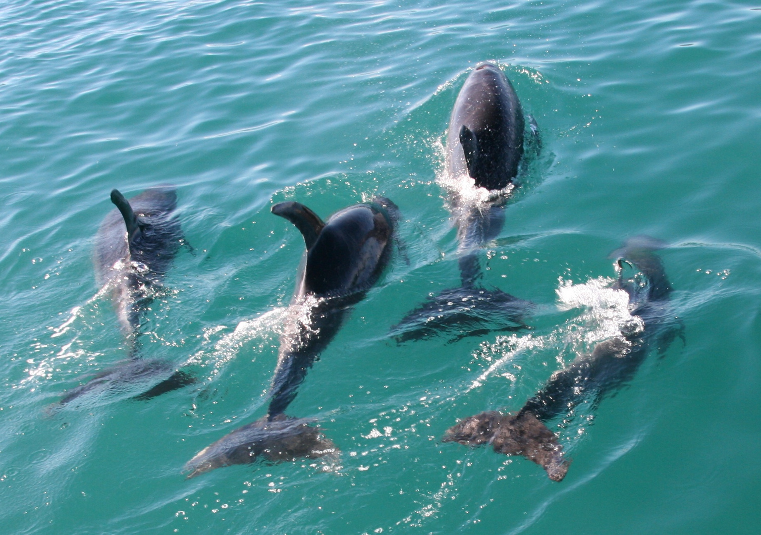 Bottlenose Dolphin (Bay of Island, NZ)