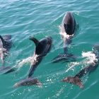 Bottlenose Dolphin (Bay of Island, NZ)