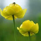 botton d'oro (trollius europaeus)