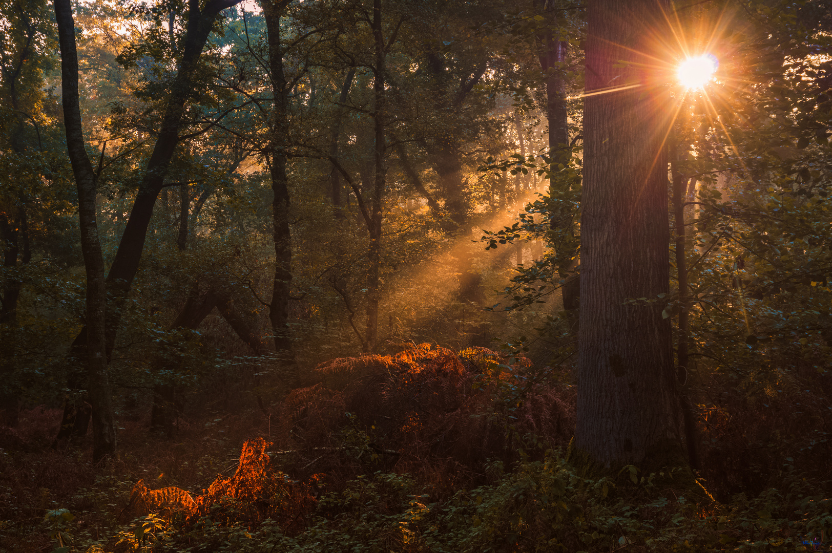 Bottrop Wald Sonnenaufgang Strahlen 