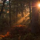 Bottrop Wald Sonnenaufgang Strahlen 