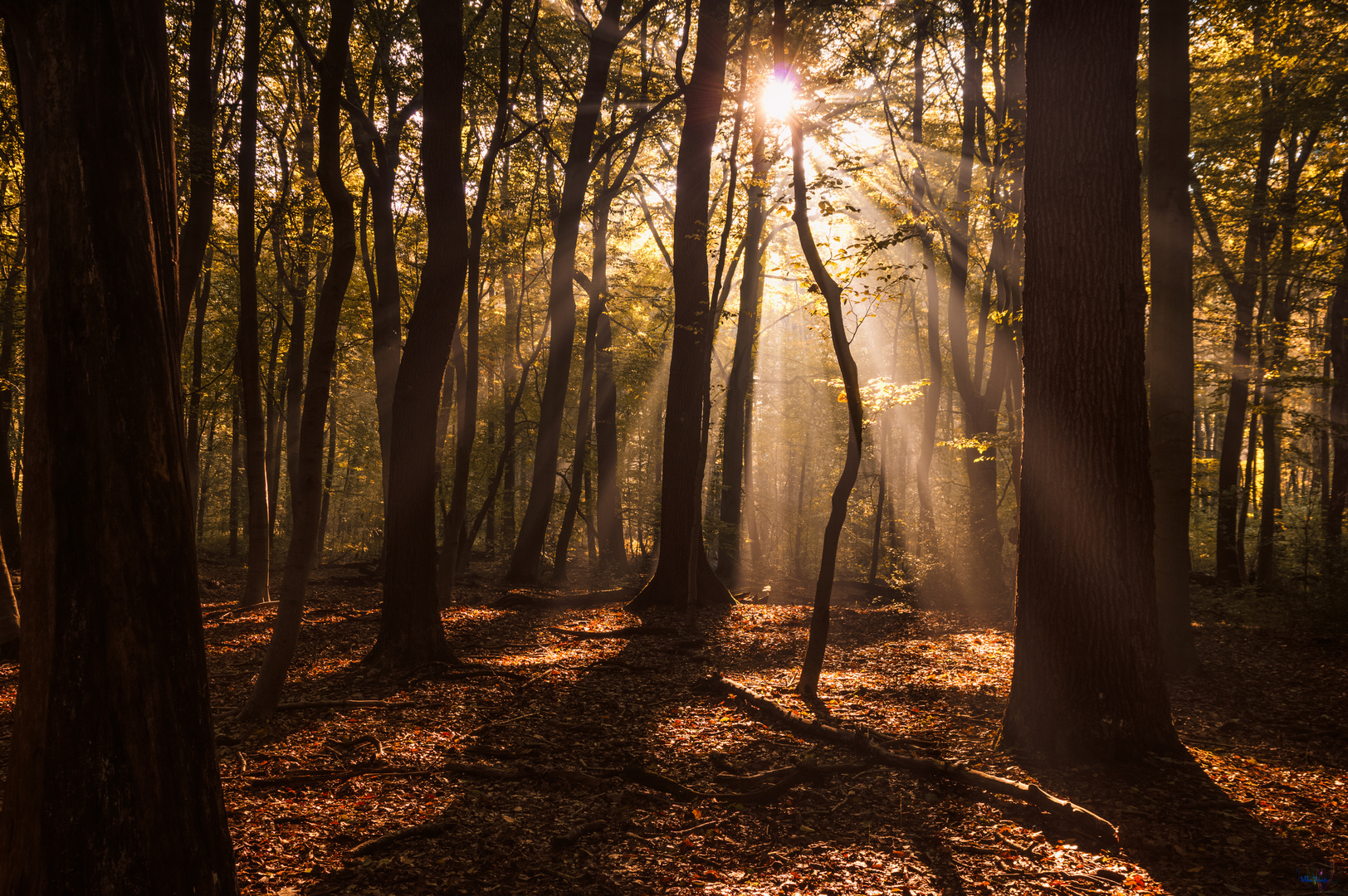 Bottrop Wald Sonnenaufgang Strahlen 