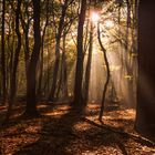 Bottrop Wald Sonnenaufgang Strahlen 