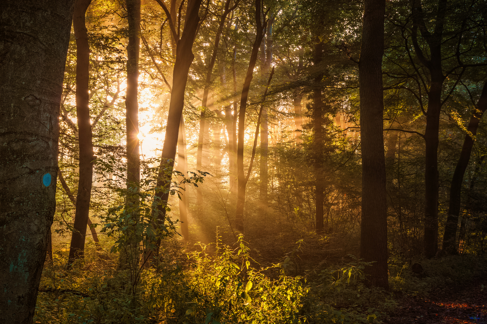 Bottrop Wald Sonnenaufgang Strahlen 