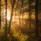 Bottrop Wald Sonnenaufgang Strahlen 