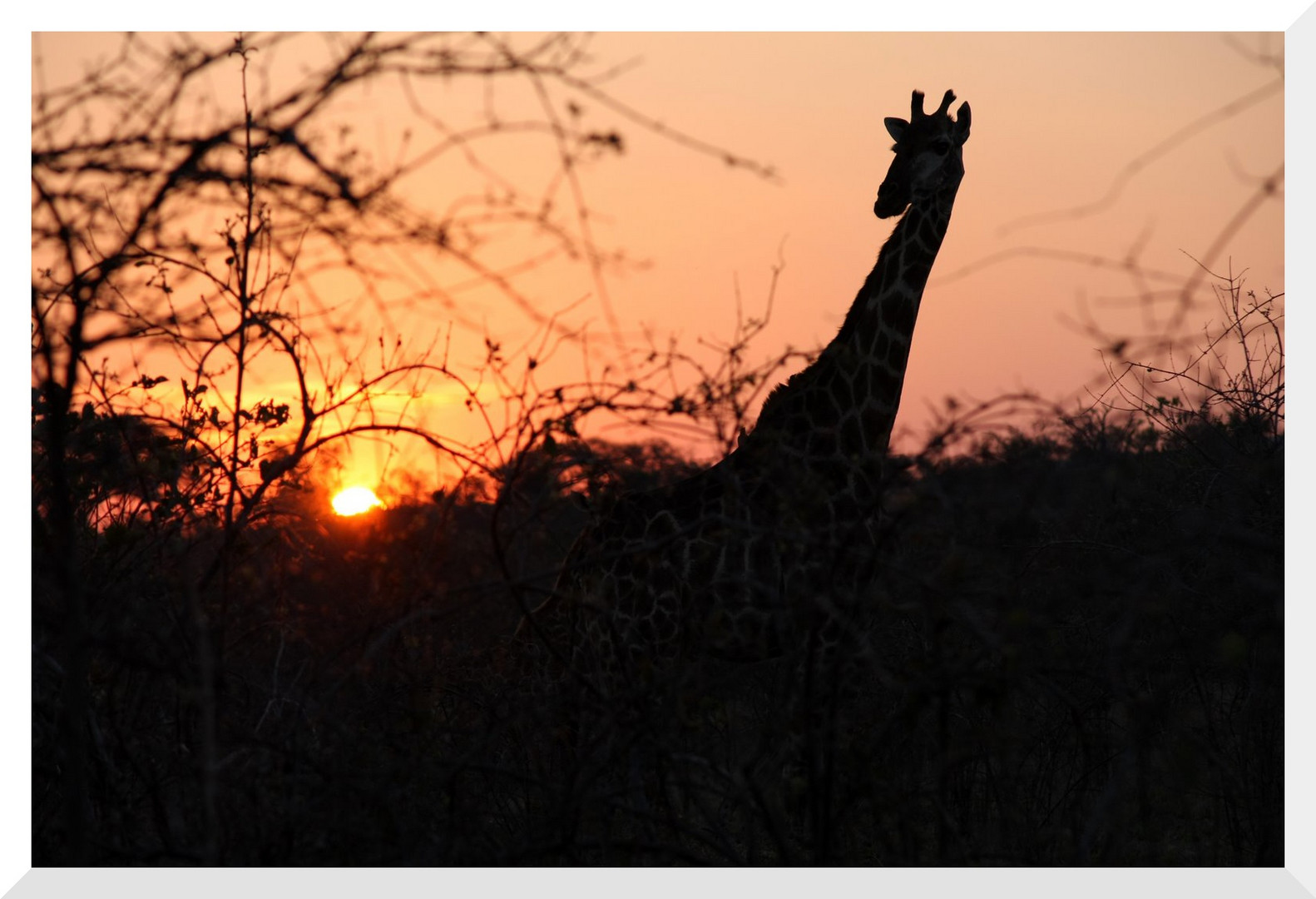 Botwana : un tramonto con giraffa