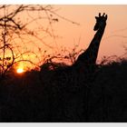 Botwana : un tramonto con giraffa