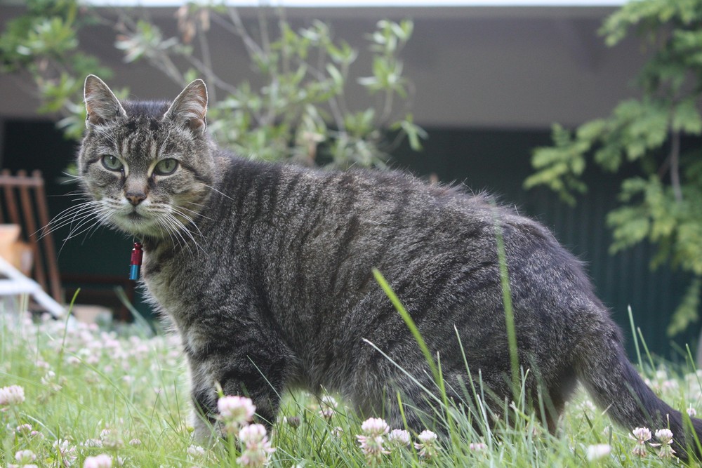 Bouba dans son jardin