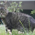 Bouba dans son jardin