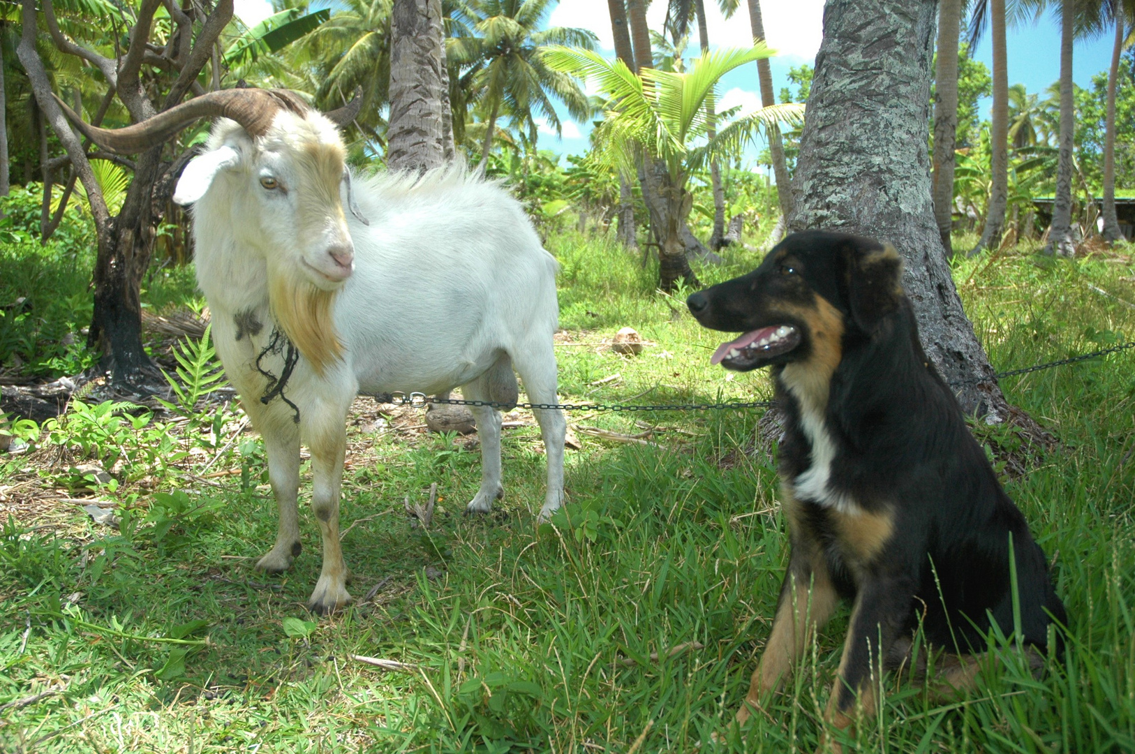 Bouc et chien