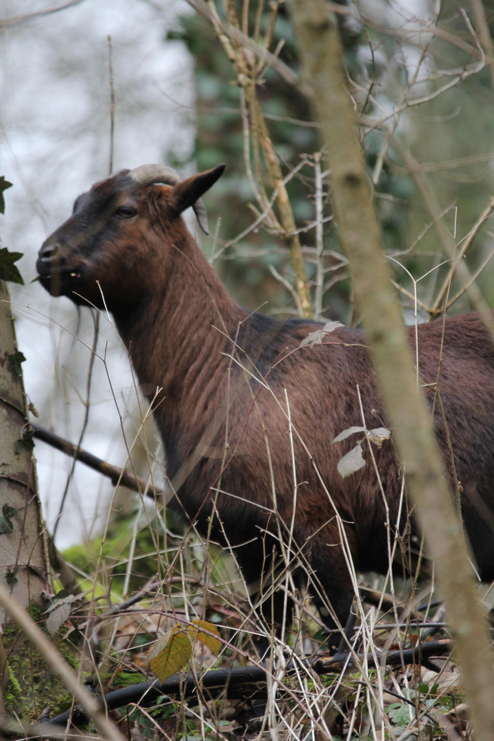 bouc sauvage vu en rando