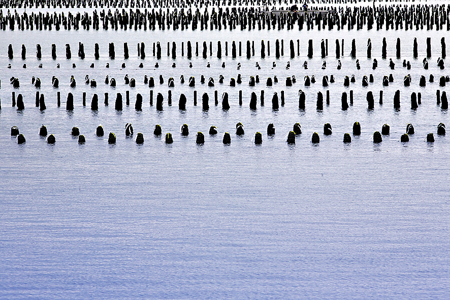 Bouchots en Normandie