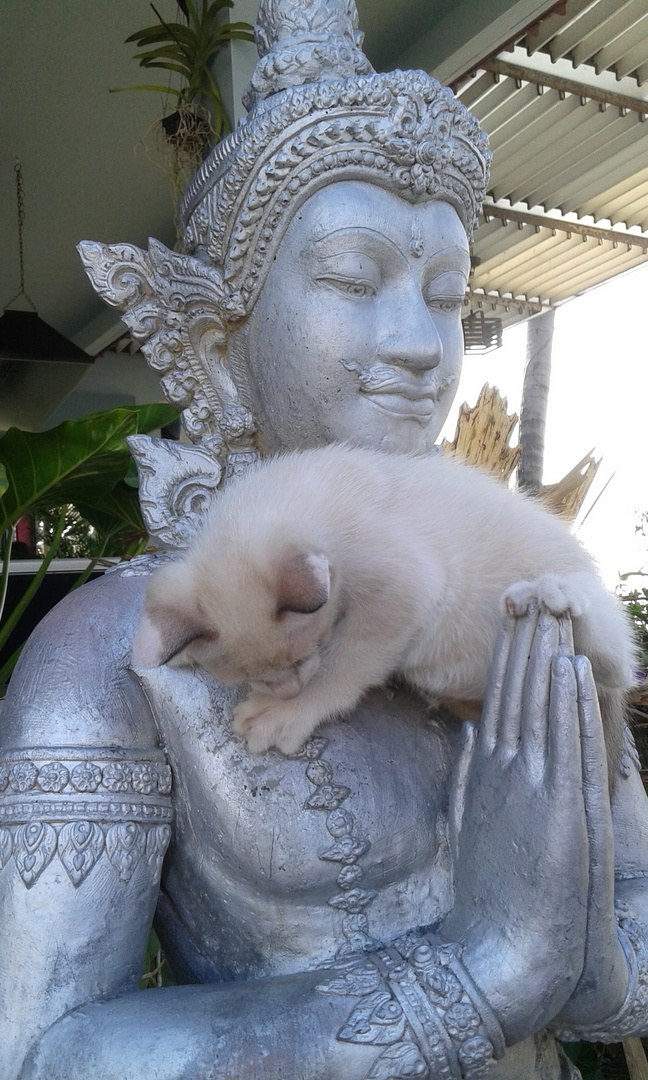 Bouddha and the cat