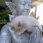 Bouddha and the cat