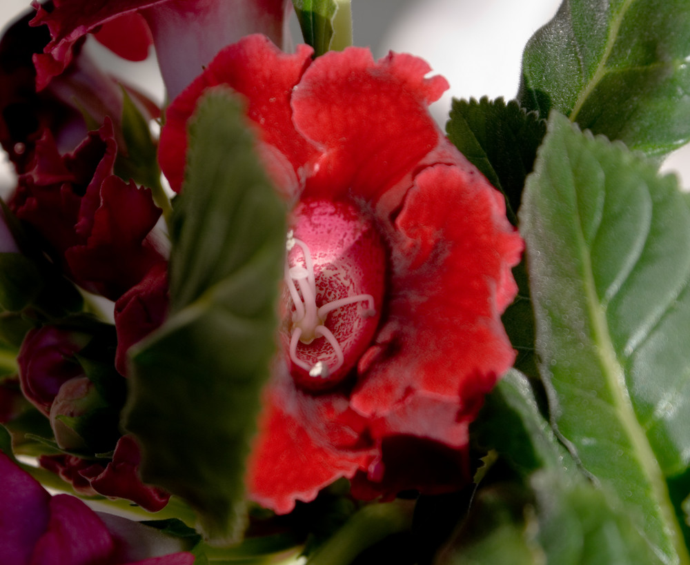 boudons fleurs feuilles