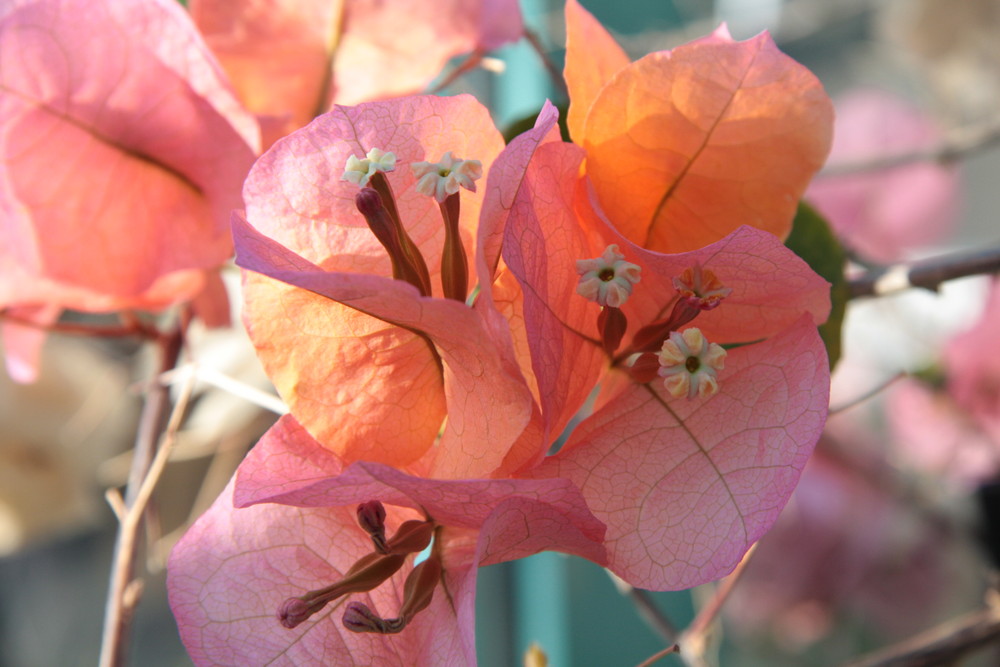 Bougainvilea