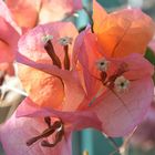 Bougainvilea