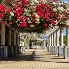 Bougainvilla