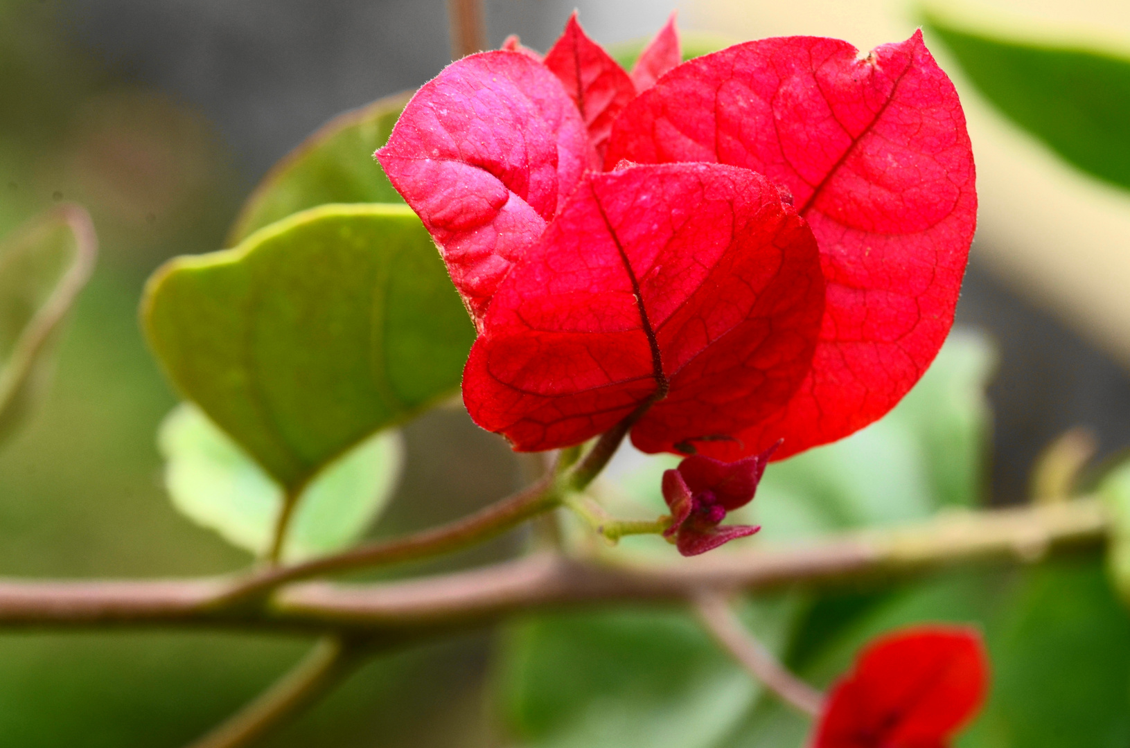 Bougainvilla