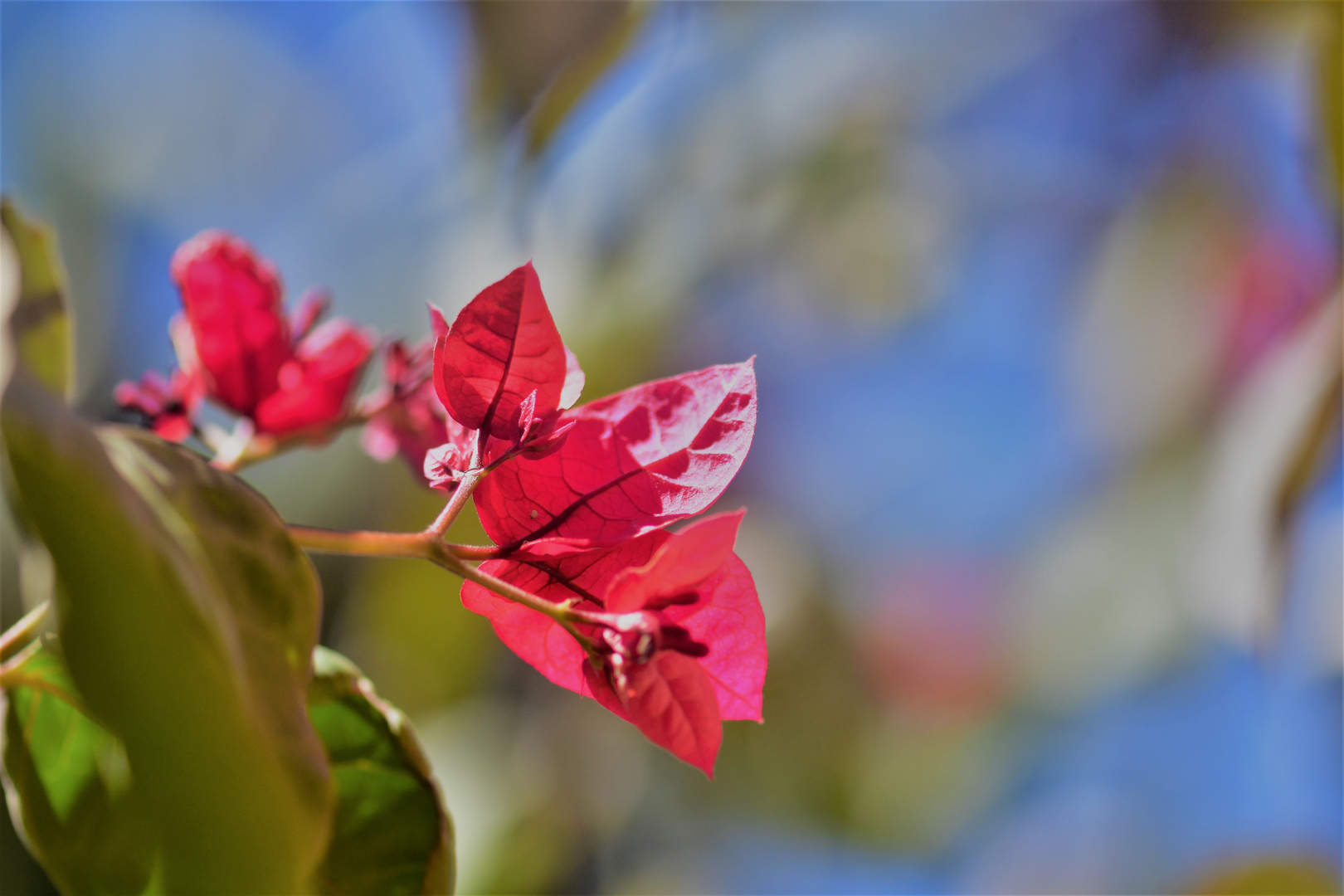 Bougainvilla