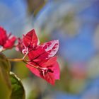 Bougainvilla