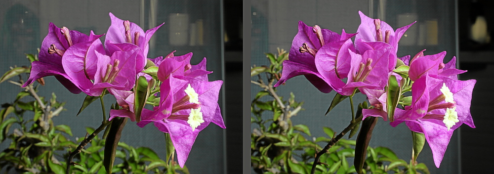 Bougainvilla