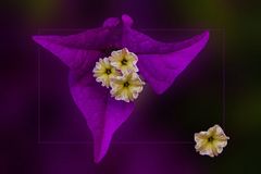 BOUGAINVILLABLÜTE