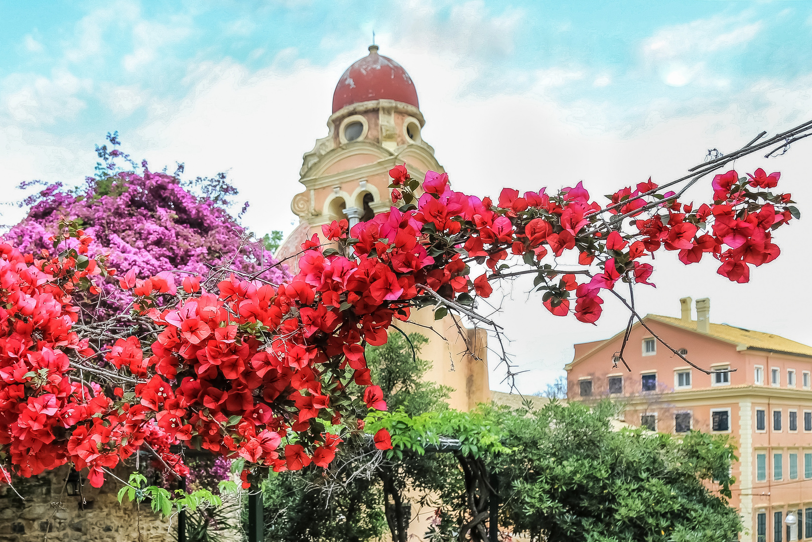 Bougainvillae