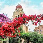 Bougainvillae