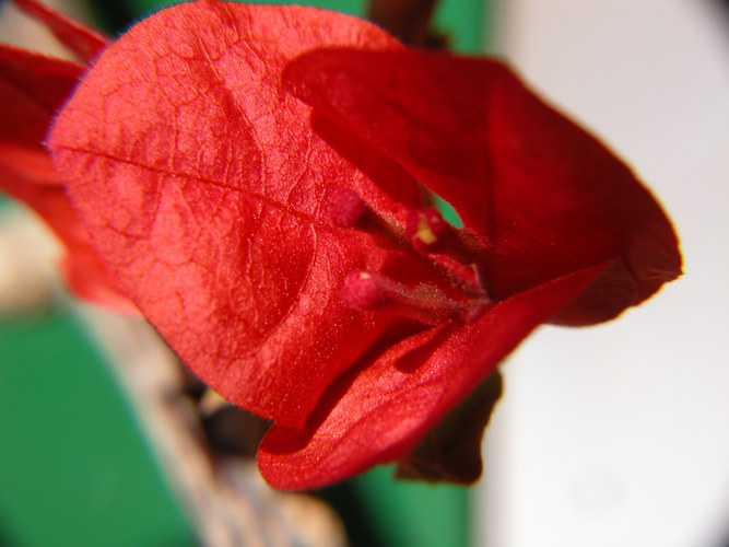 bougainvillaea