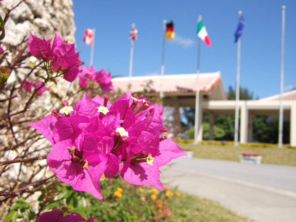 Bougainvillaea